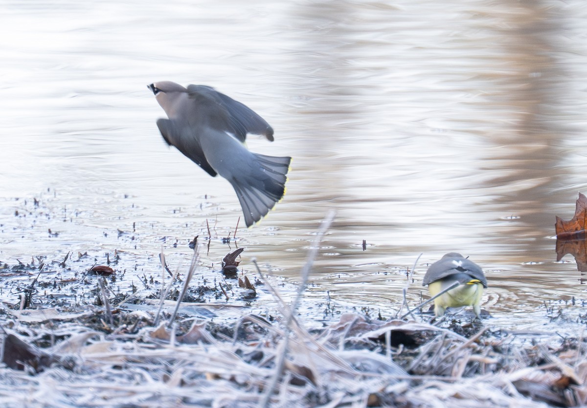 Cedar Waxwing - ML646306779