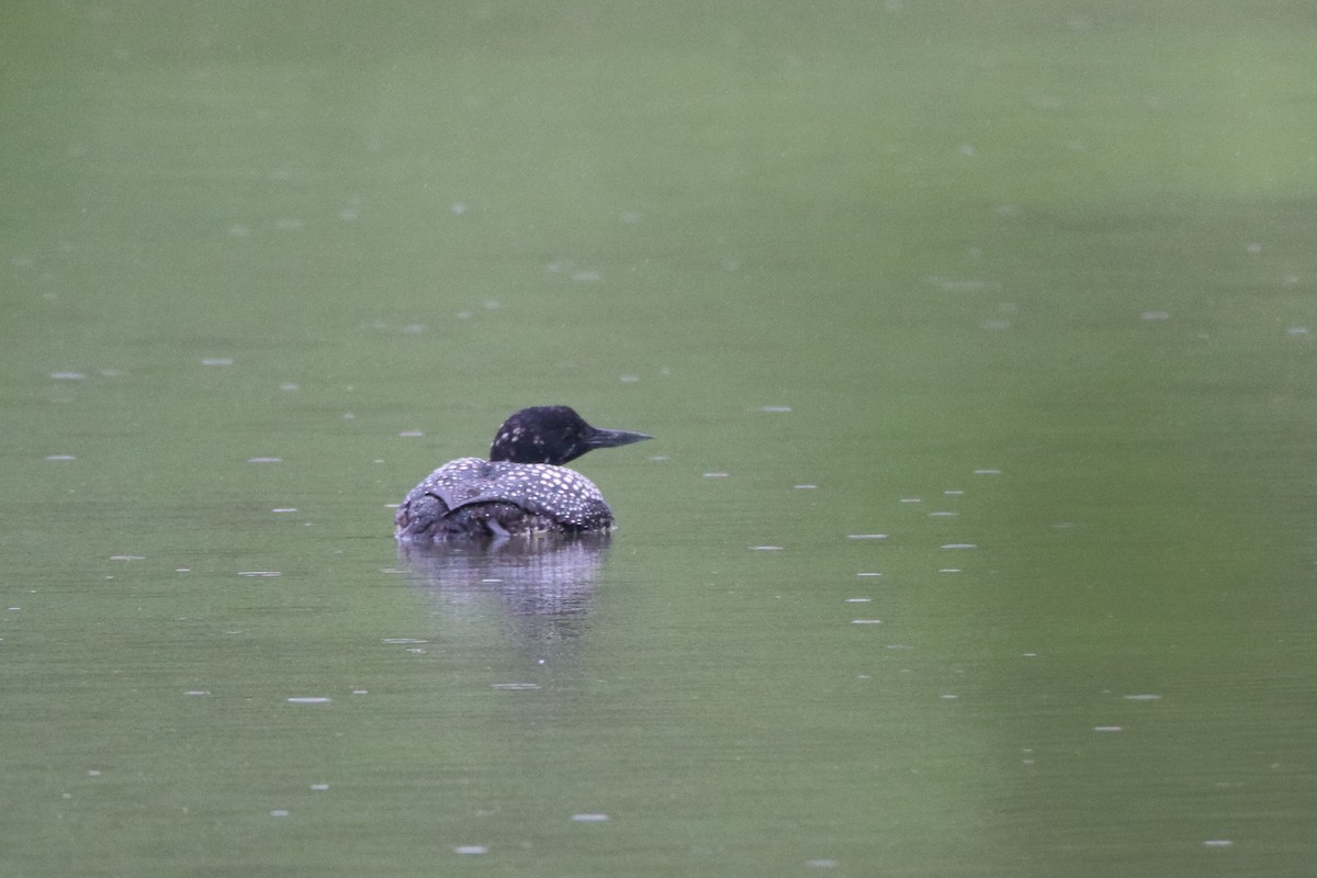 Common Loon - ML646306782