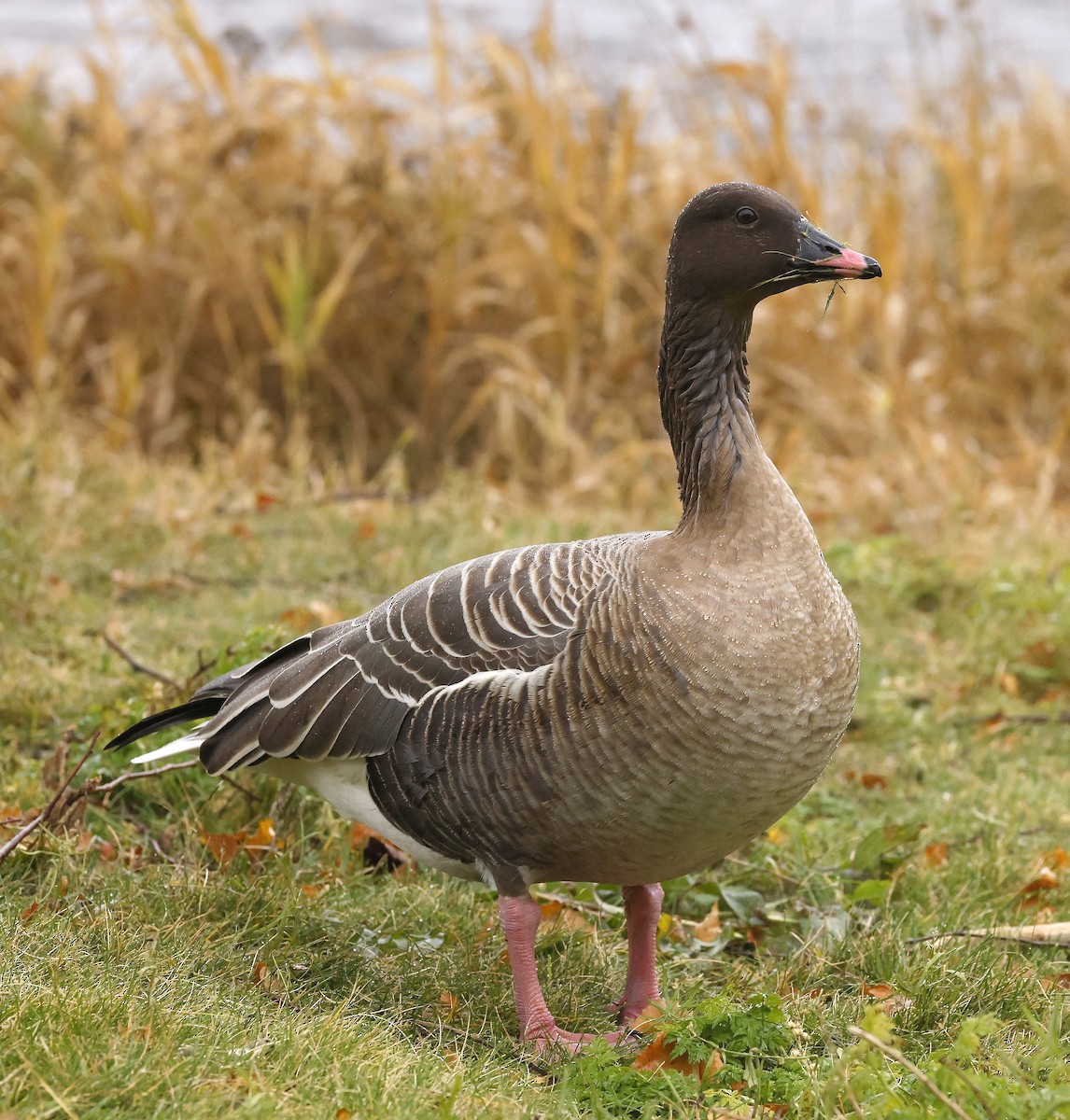 kortnebbgås - ML646306786