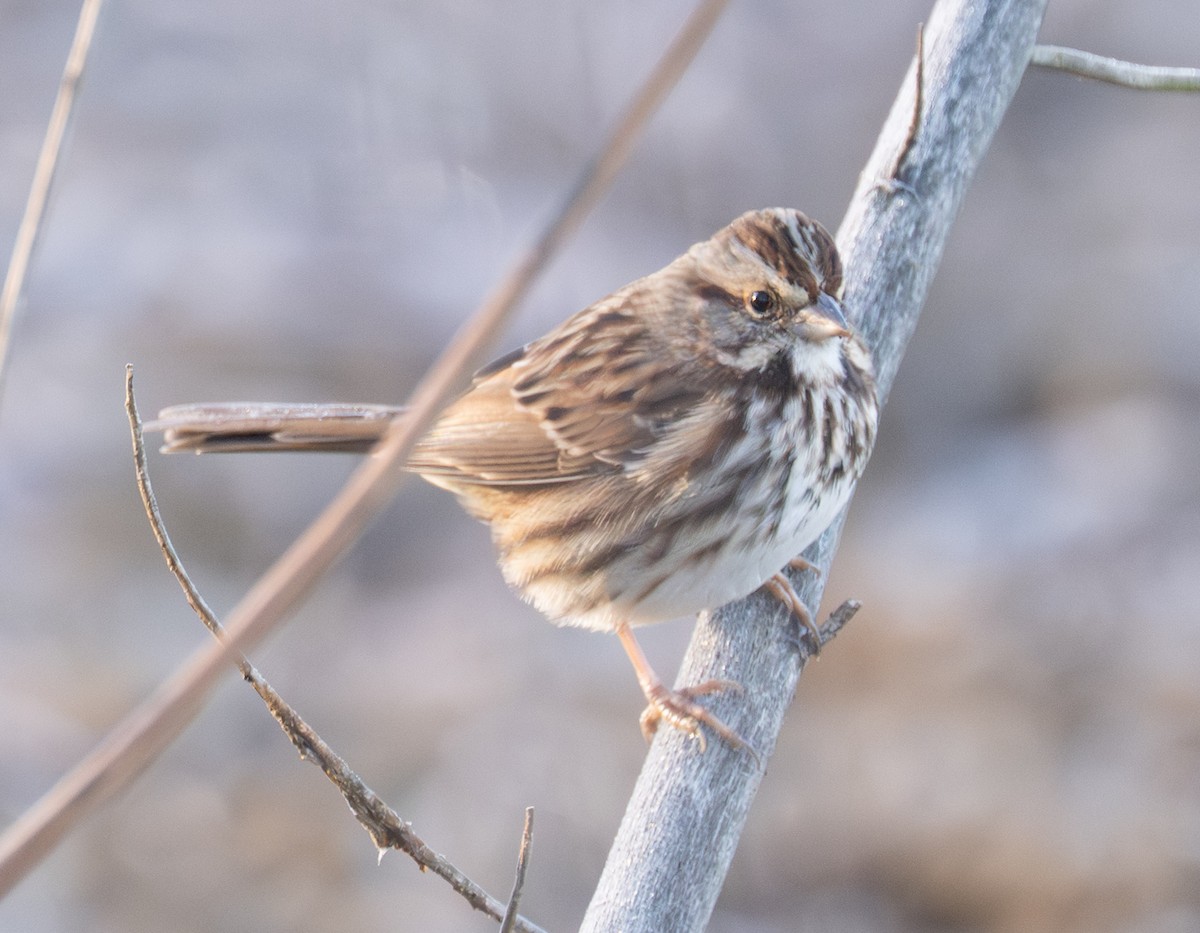 sangspurv - ML646306787