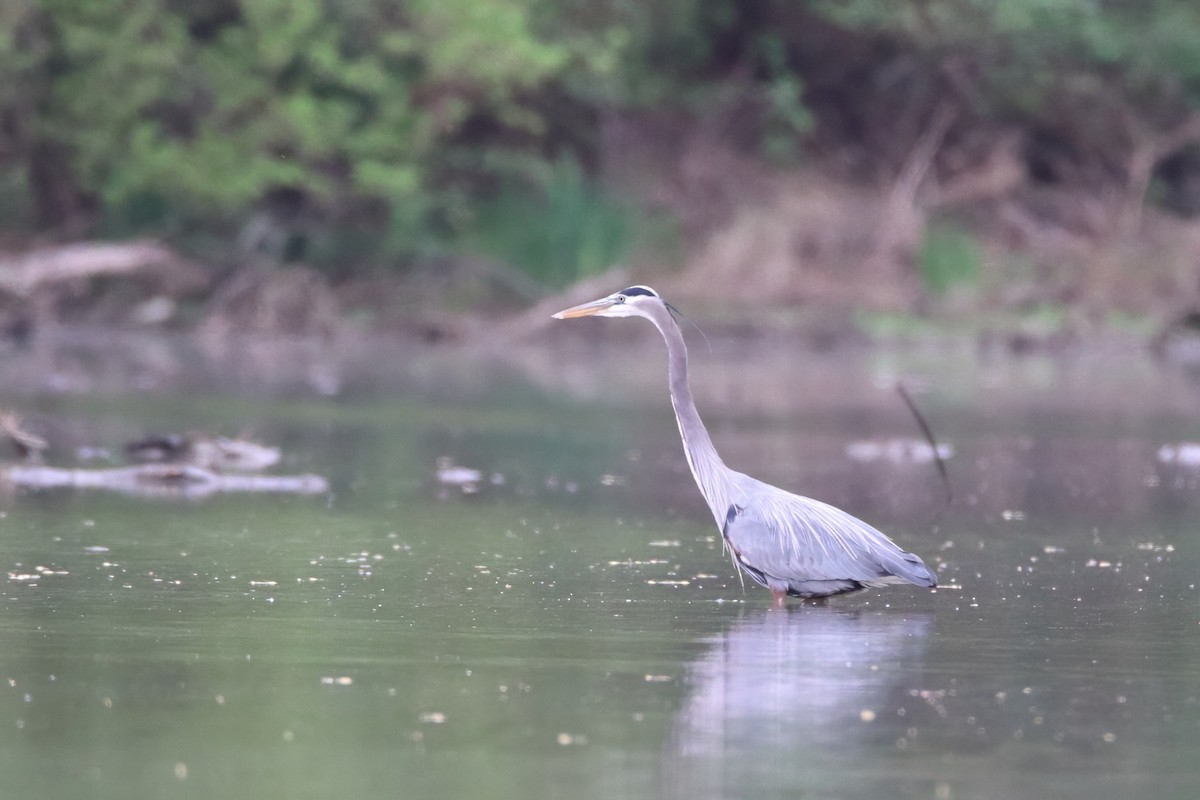 herodiashegre - ML646306790