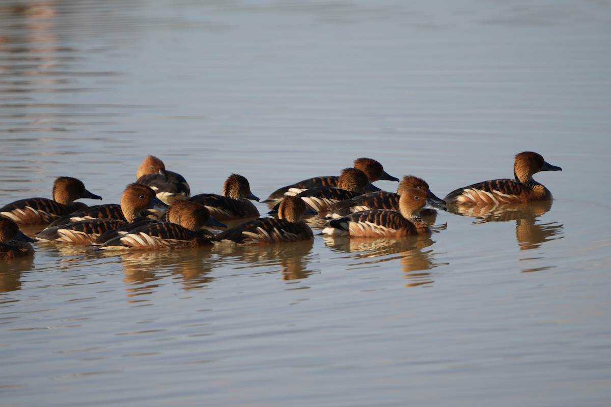 husička bažinná - ML646306791