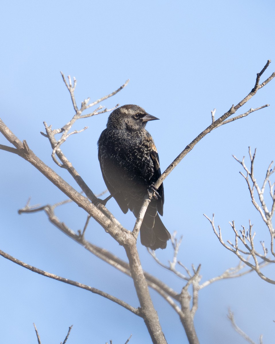 rødvingetrupial - ML646306792