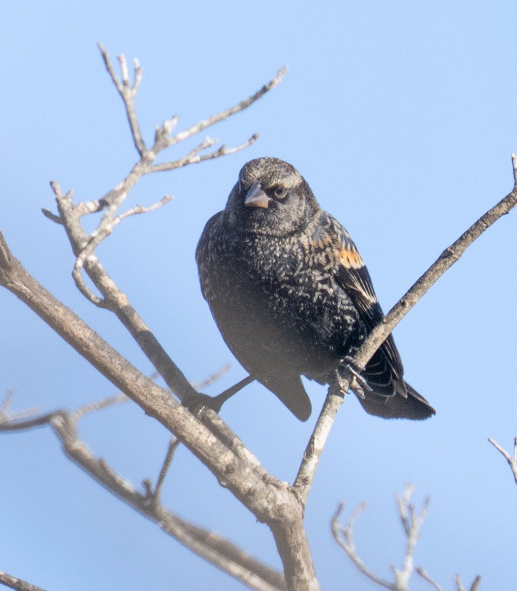 rødvingetrupial - ML646306793