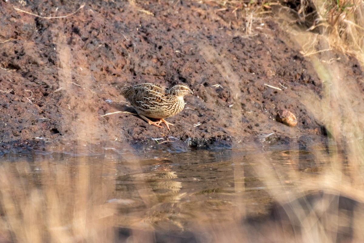 vaktel - ML646306794