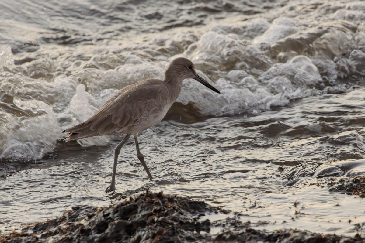 willetsnipe - ML646306795