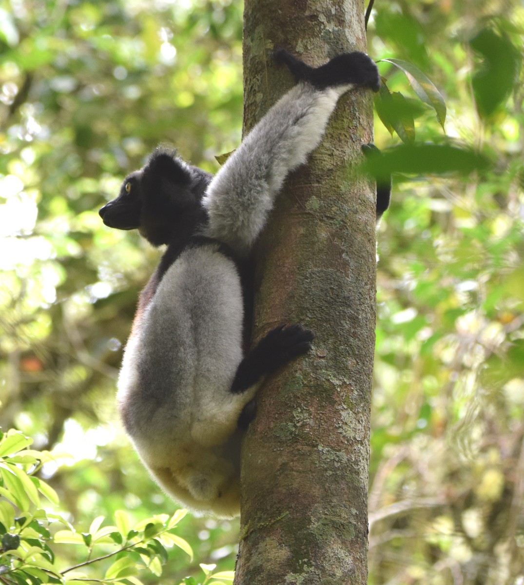 インドリ - ML646306796