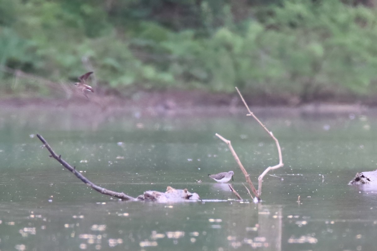 eremittsnipe - ML646306797