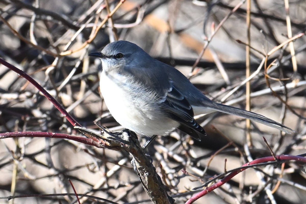 sangspottefugl - ML646306798