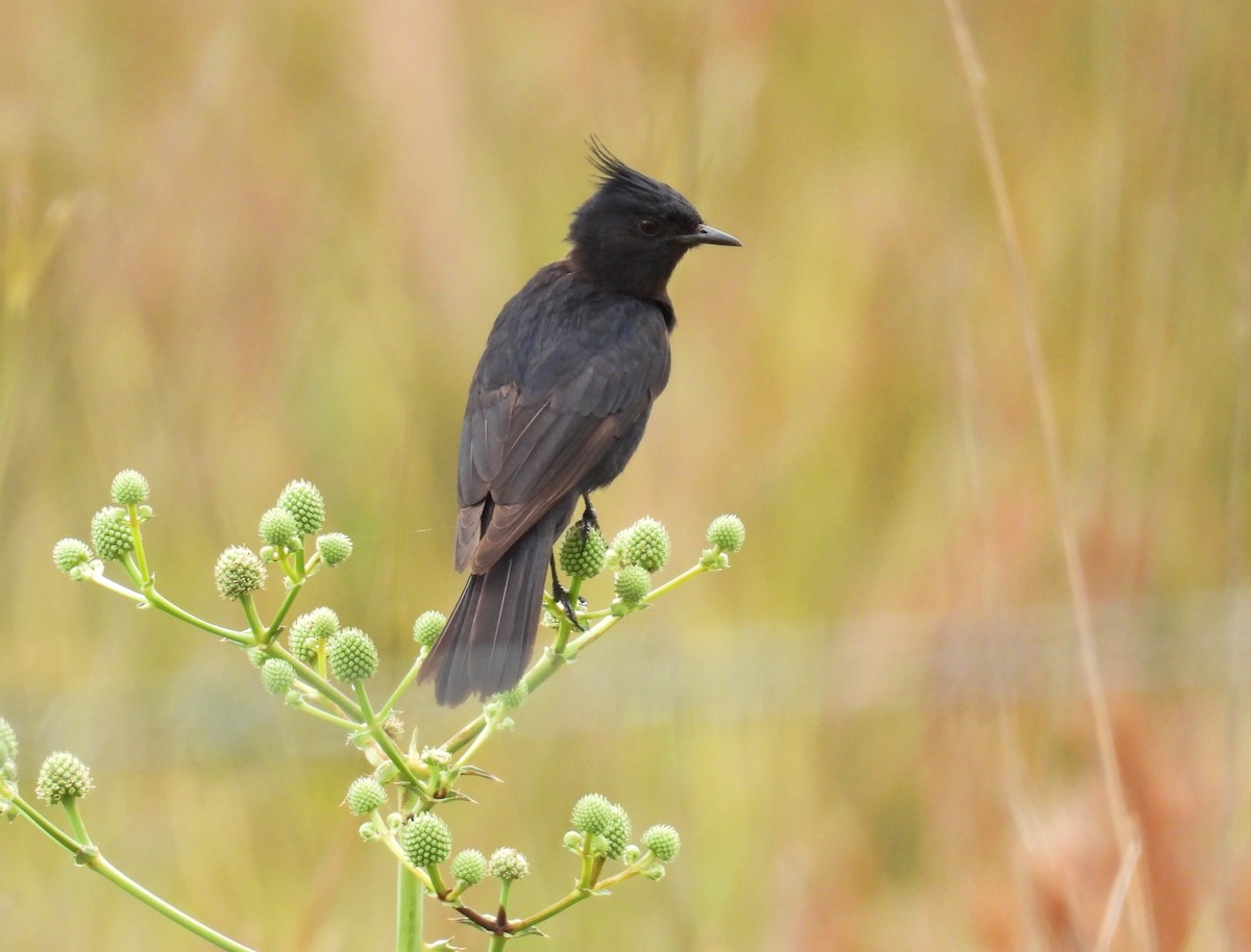 toppsottyrann - ML646306799