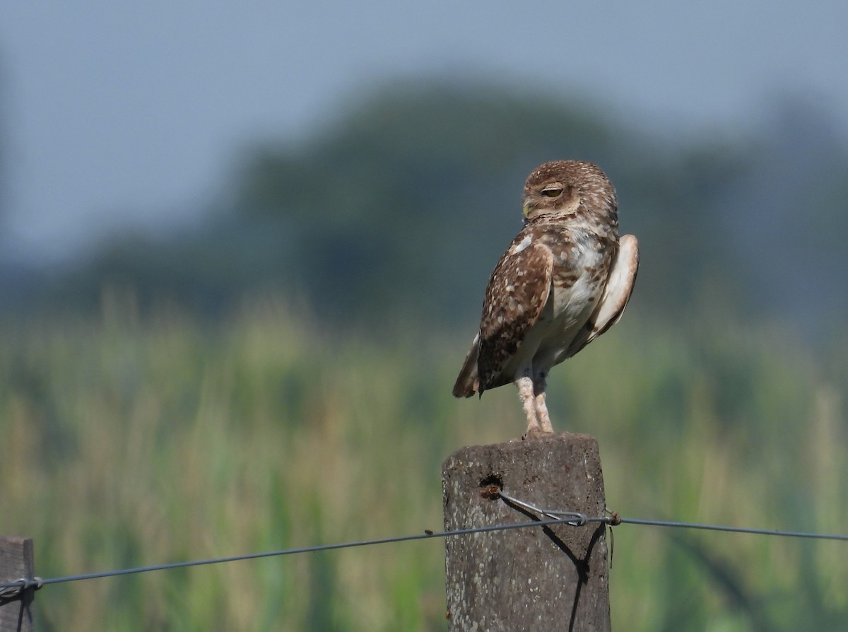 graveugle - ML646306800