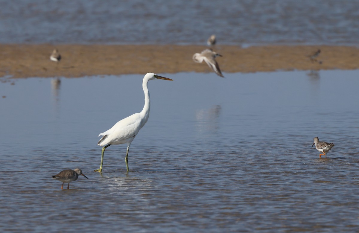 strandhegre - ML646306801