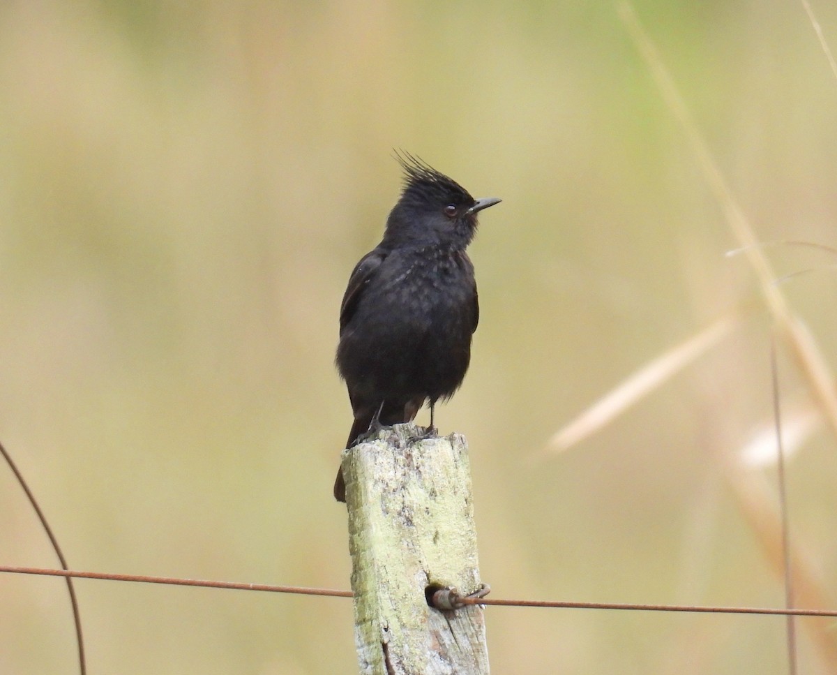 toppsottyrann - ML646306804