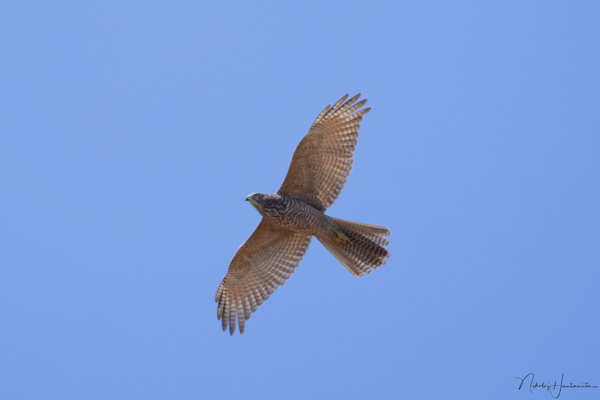 bendelhauk - ML646306806