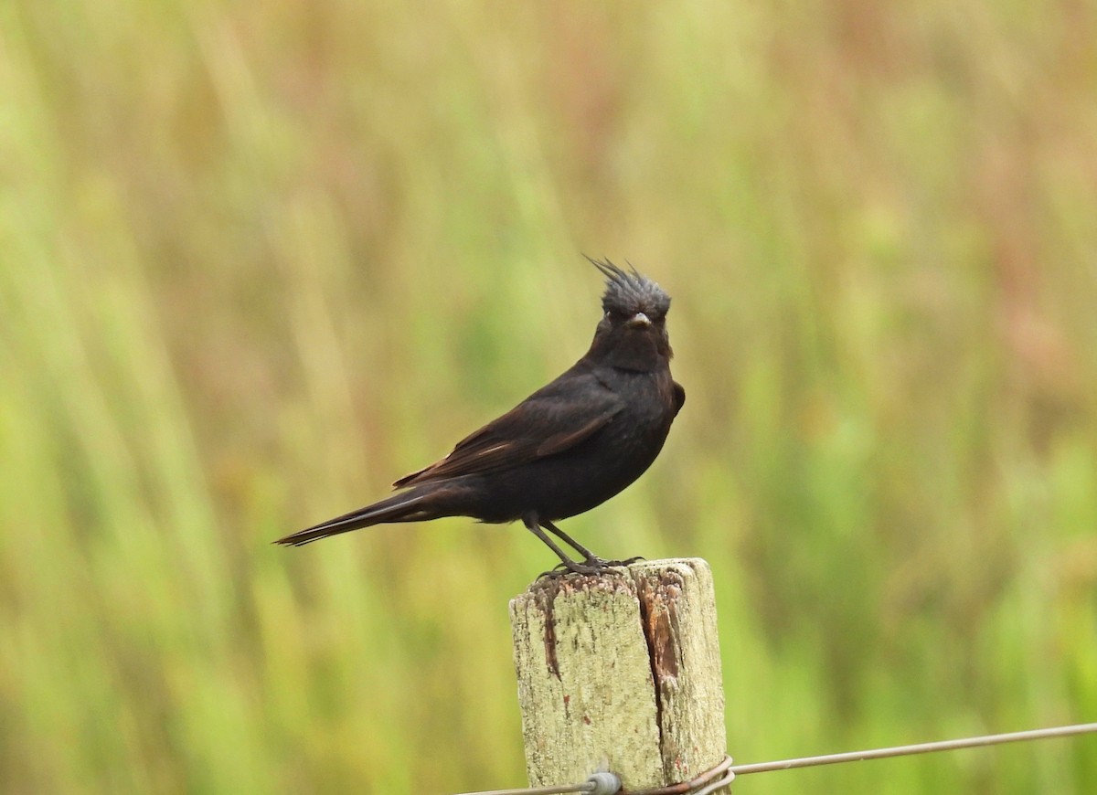 toppsottyrann - ML646306807