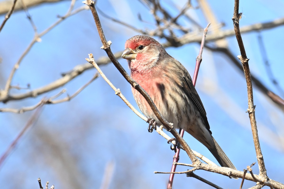 husrosenfink - ML646306808