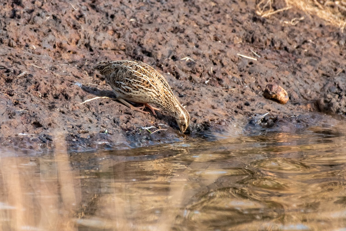 vaktel - ML646306809