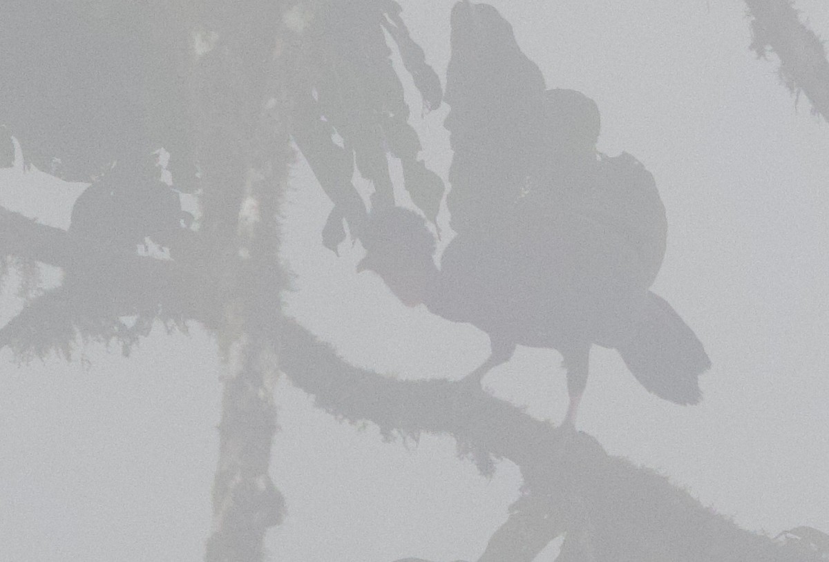 parykkhokko - ML646306811