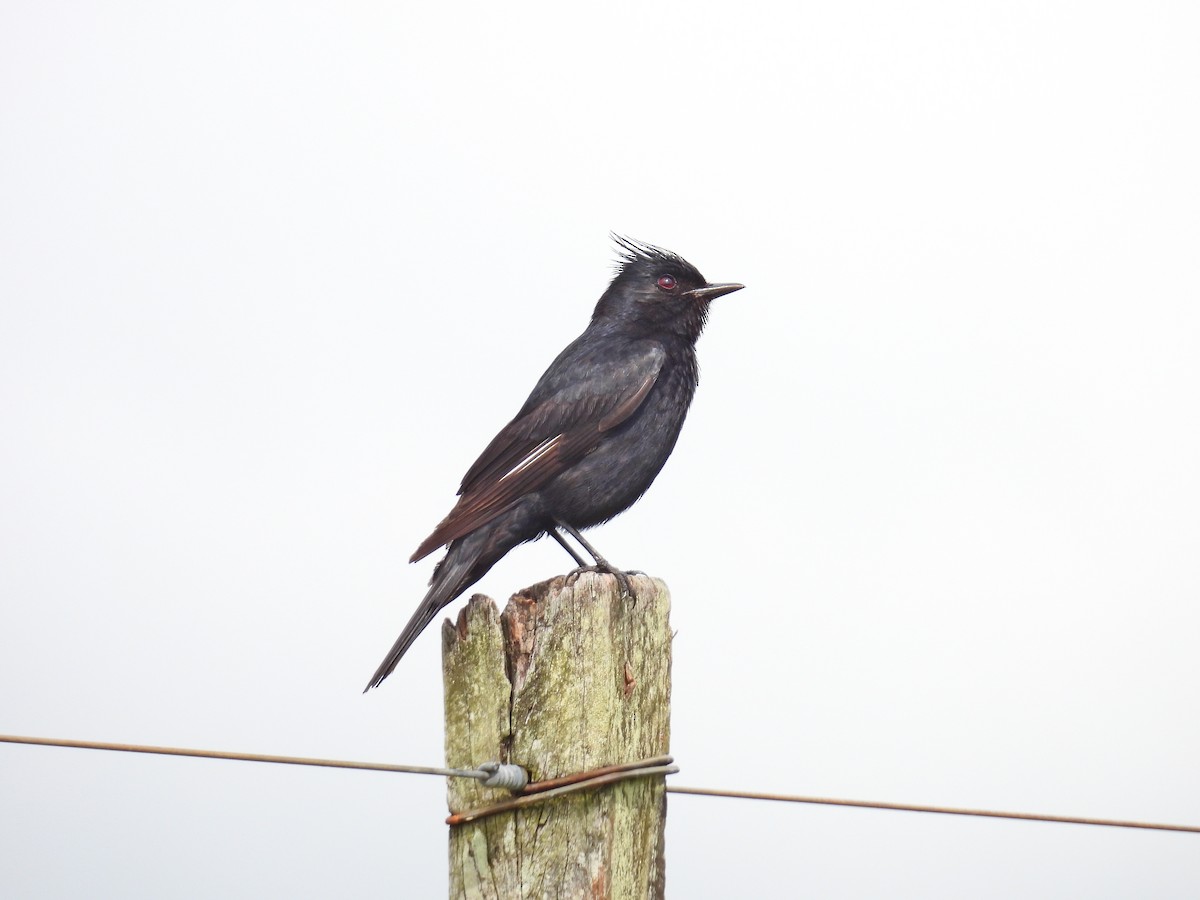 toppsottyrann - ML646306812