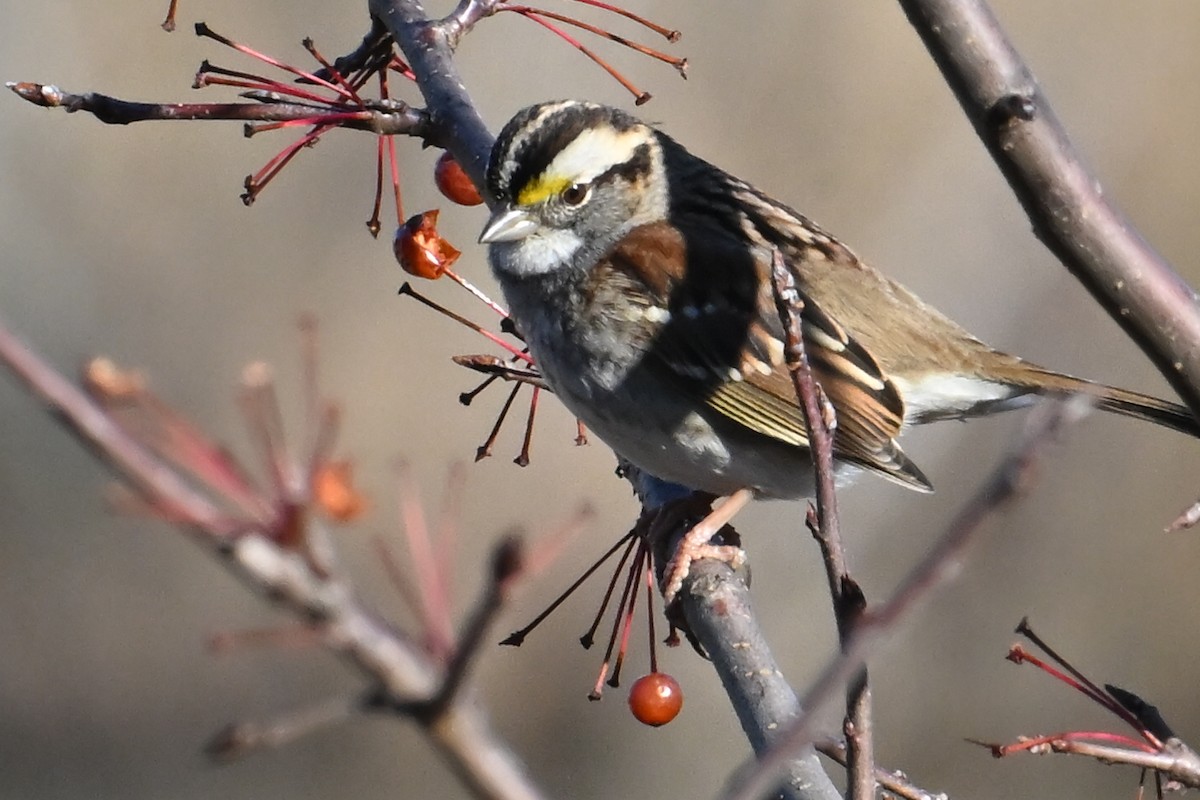 hvitstrupespurv - ML646306813