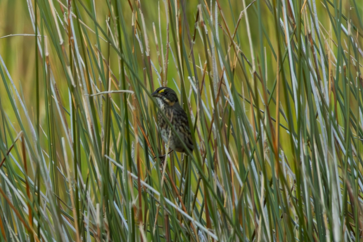 marskspurv - ML646306814