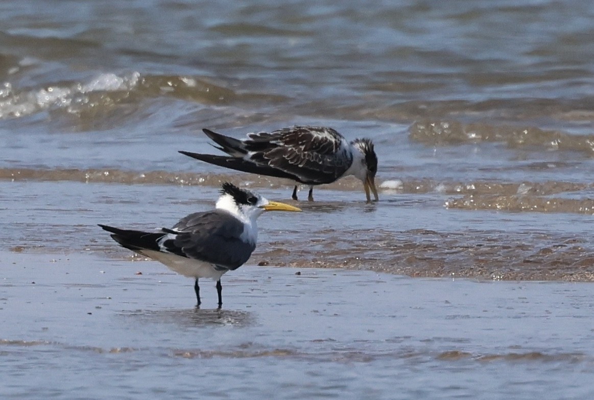 hinduterne - ML646306815