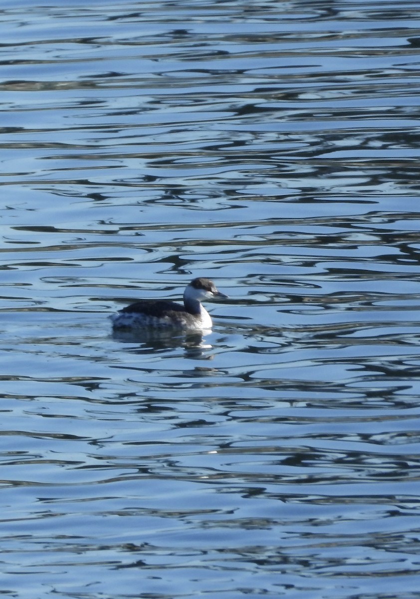 horndykker - ML646306816