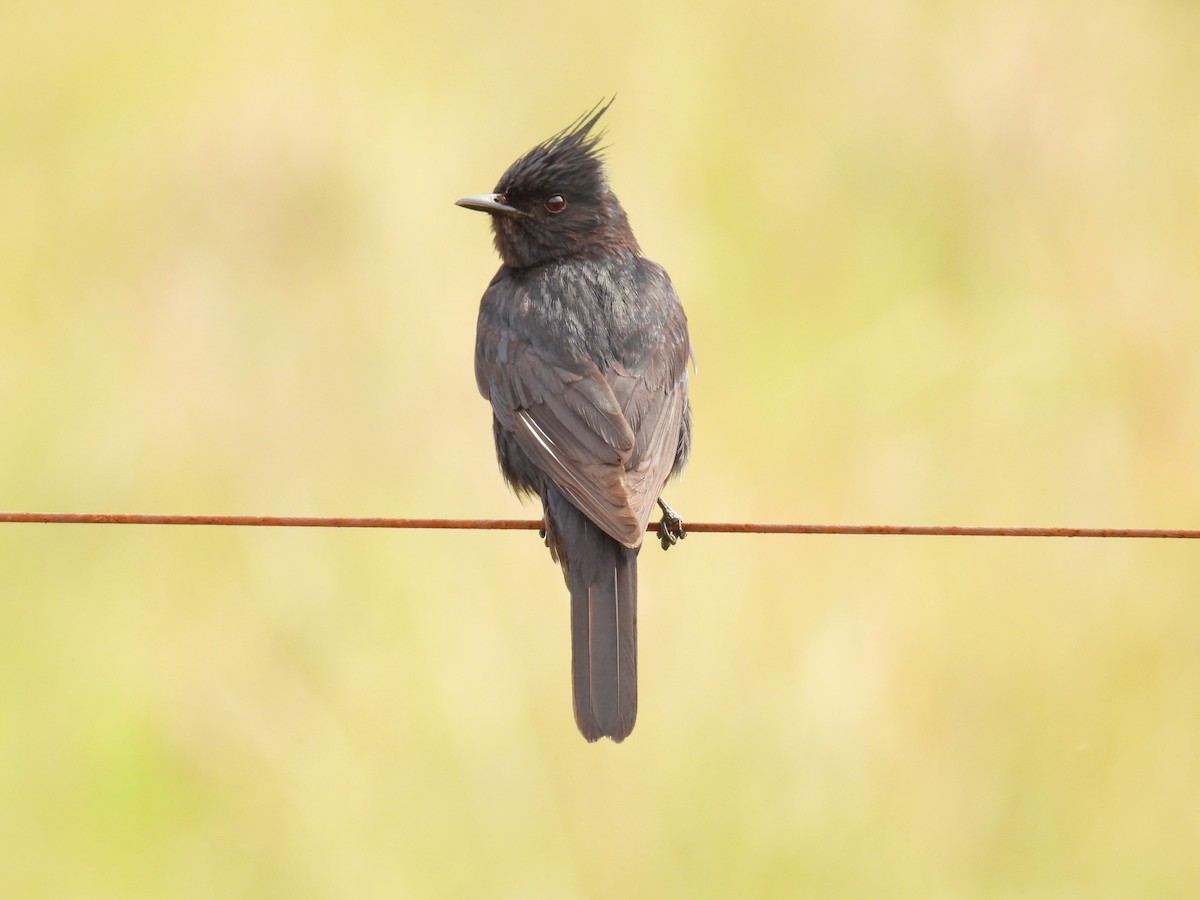 Crested Black-Tyrant - ML646306819