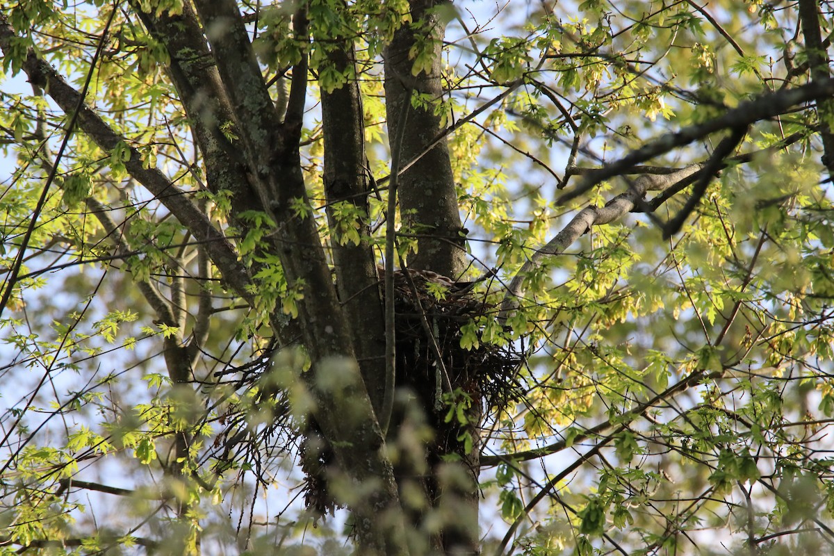 Red-shouldered Hawk - ML646306820
