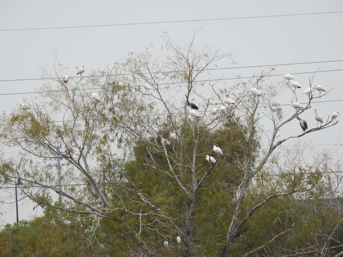 White Ibis - ML646306822