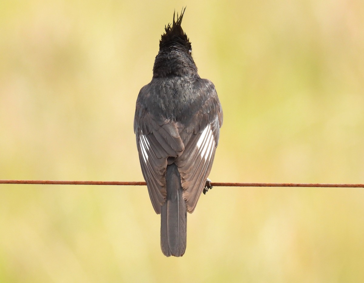 Crested Black-Tyrant - ML646306823
