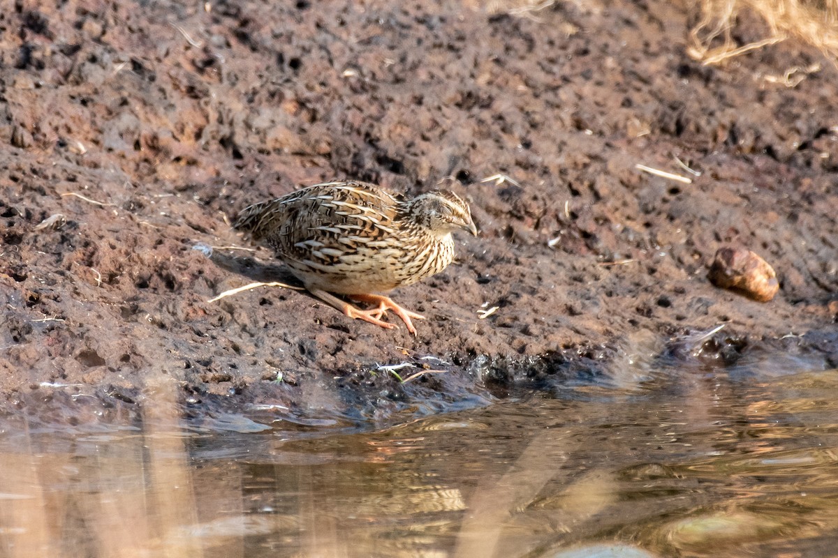 vaktel - ML646306826