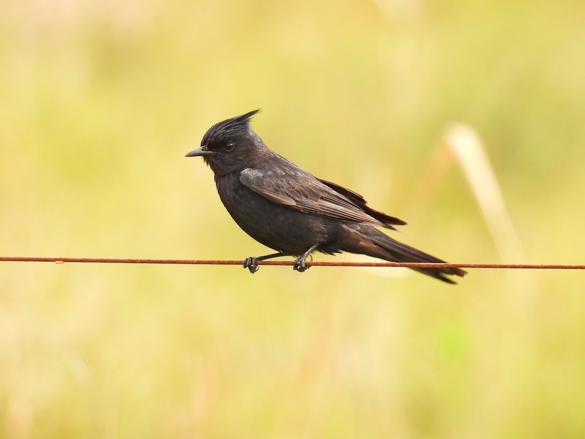 Crested Black-Tyrant - ML646306827