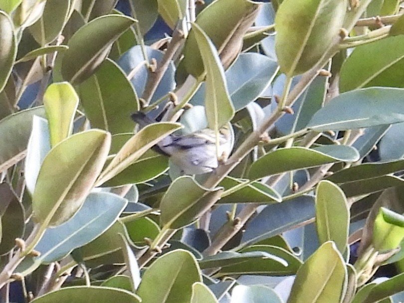 Chestnut-sided Warbler - ML646306830