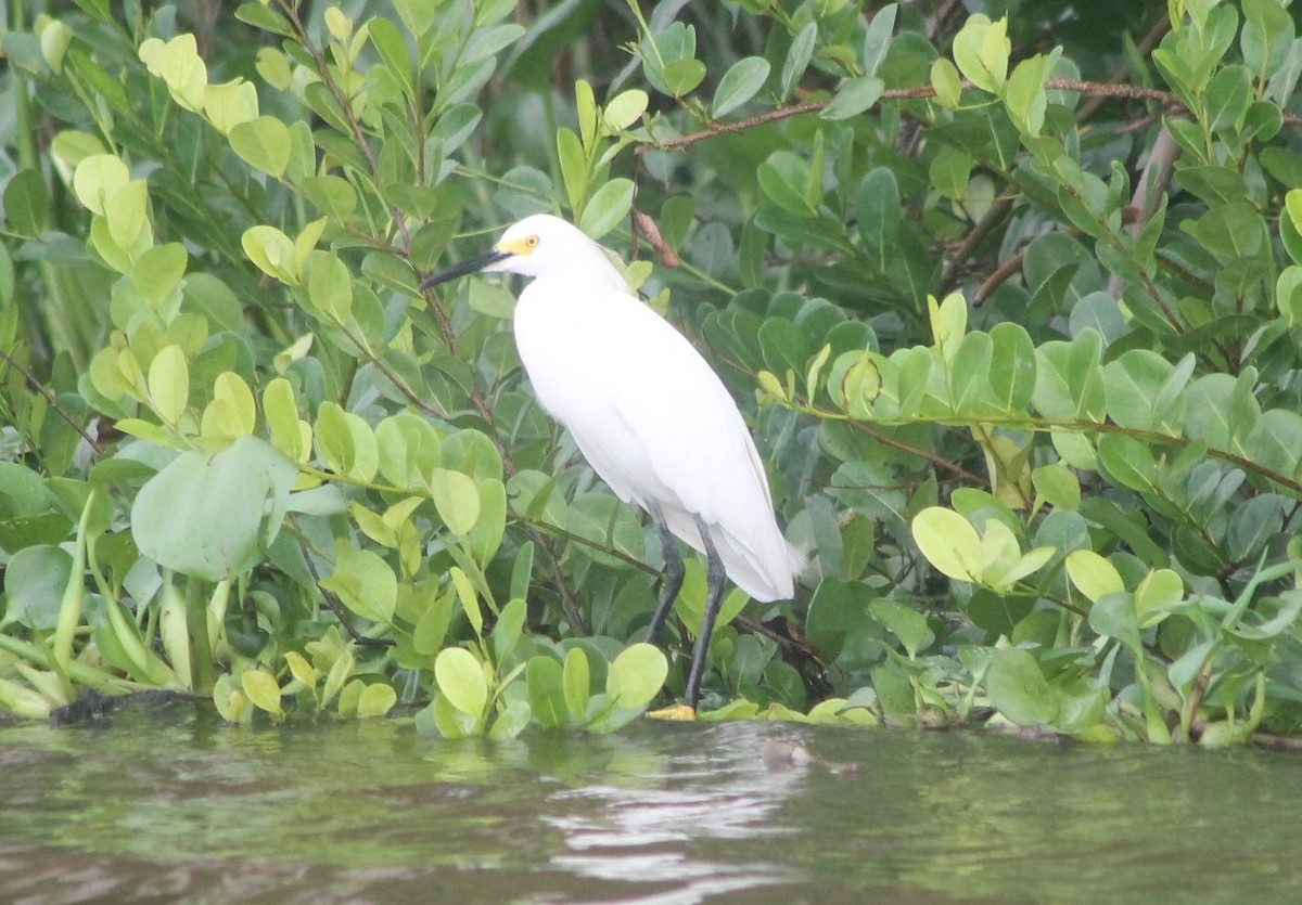 Snowy Egret - ML646306831