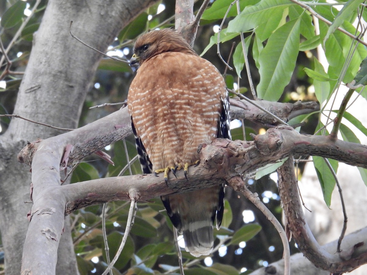 Red-shouldered Hawk - ML646306833