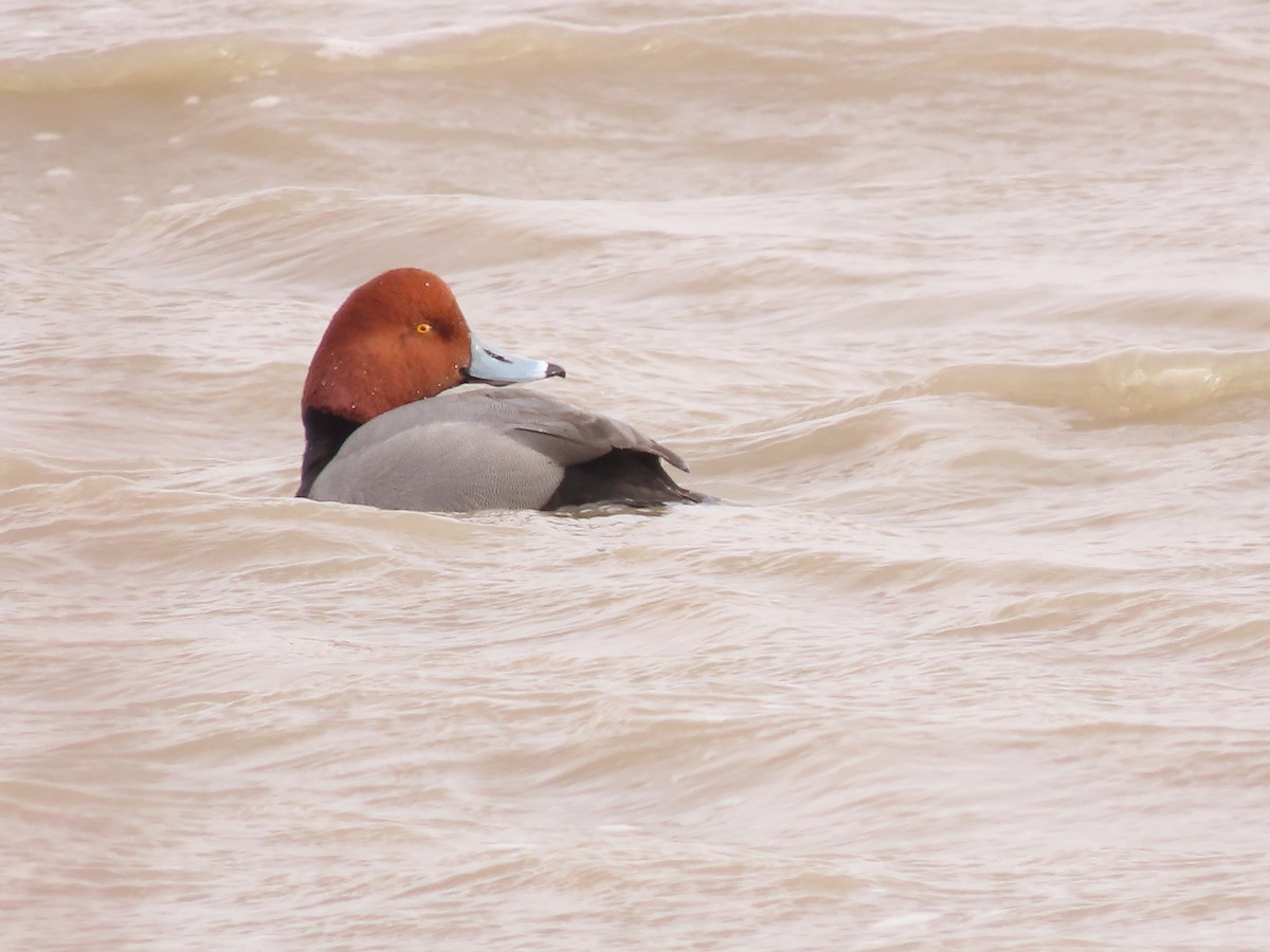 Redhead - ML646306836