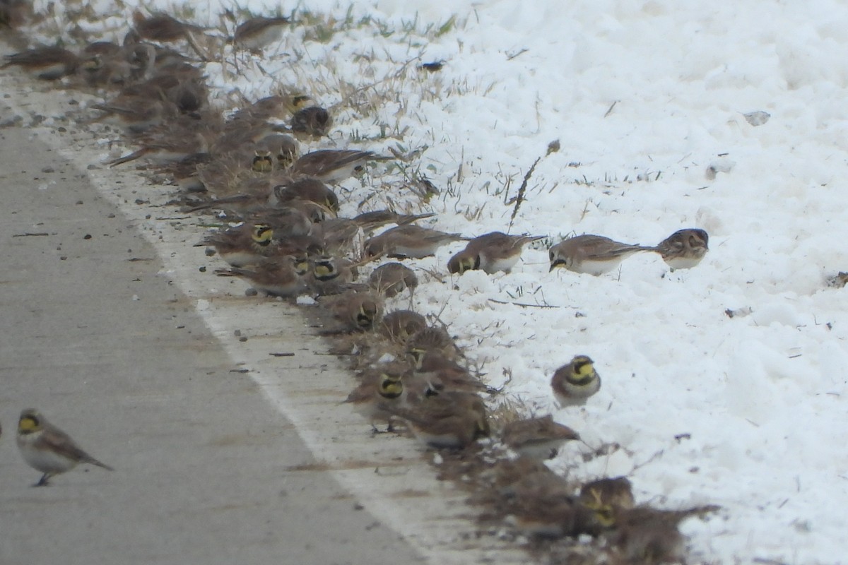 Horned Lark - ML646306841