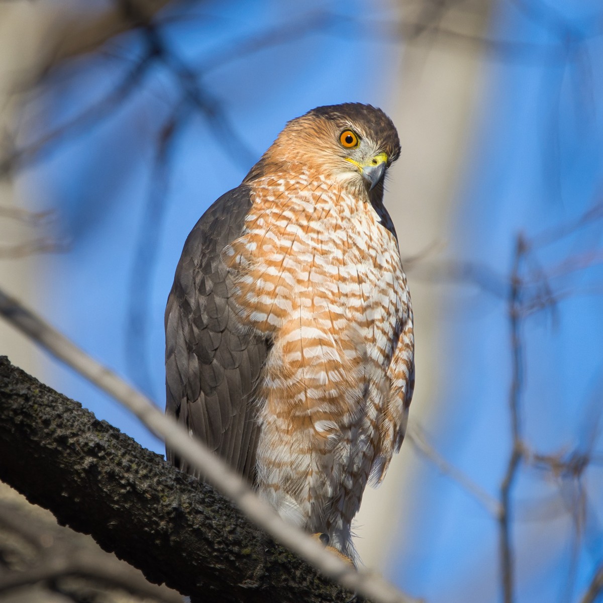 Cooper's Hawk - ML646306844