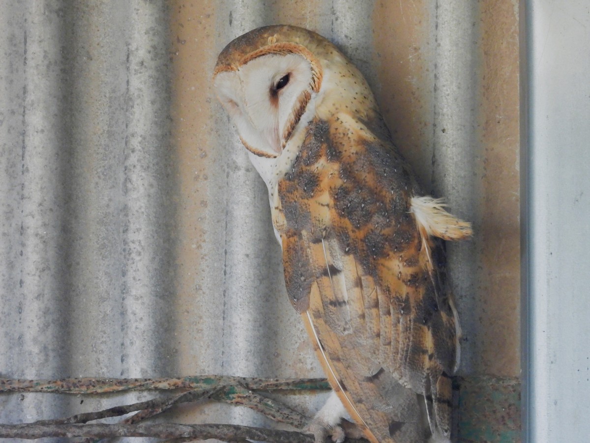 תנשמת אמריקנית - ML646306853