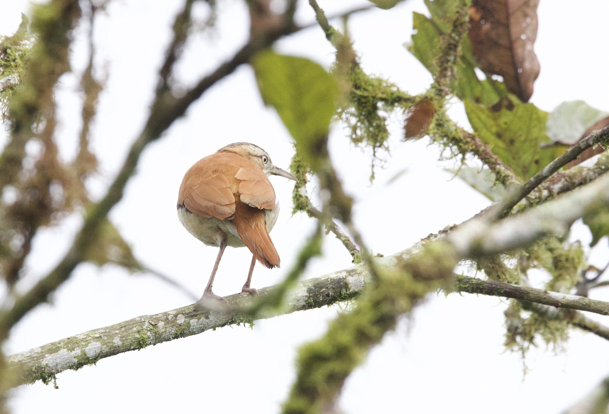 Pacific Hornero - ML646306854