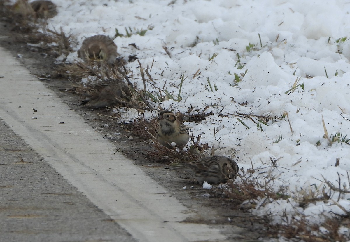 גיבתון לפלנדי - ML646306856