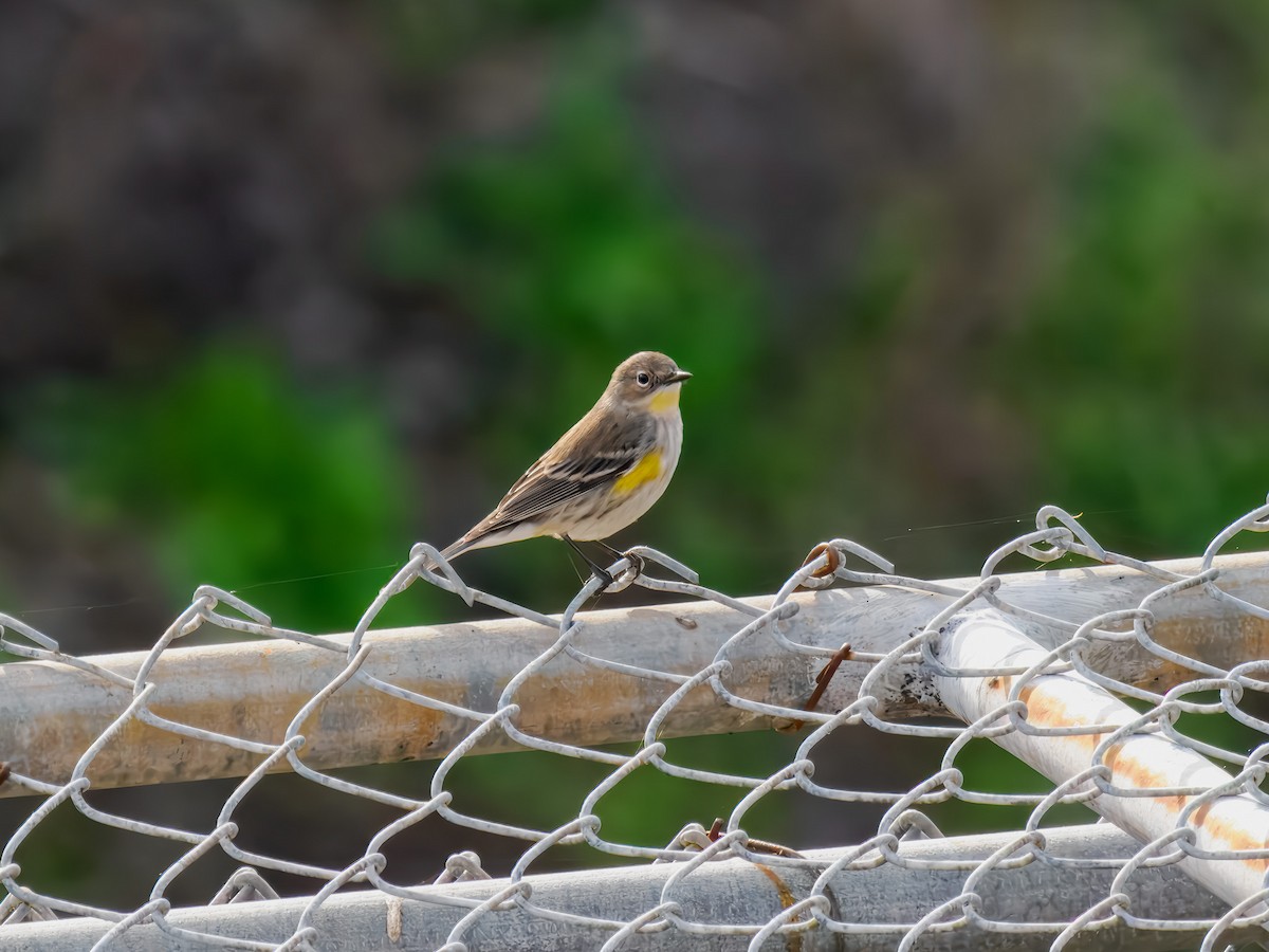 סבכון הכתר - ML646306857