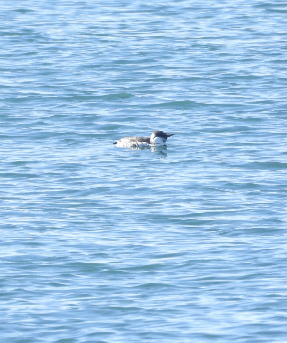 אורייה מצויה - ML646306863