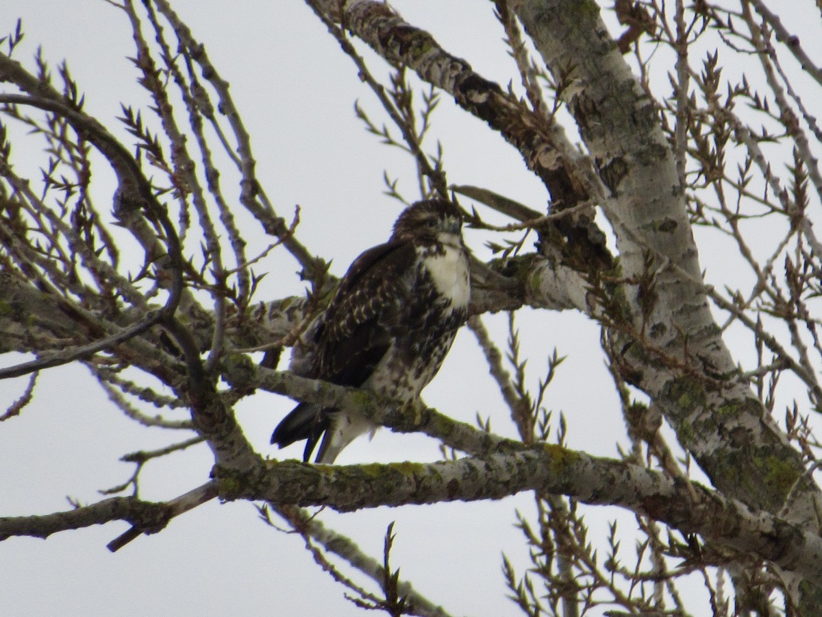 Red-tailed Hawk (borealis) - ML646306864