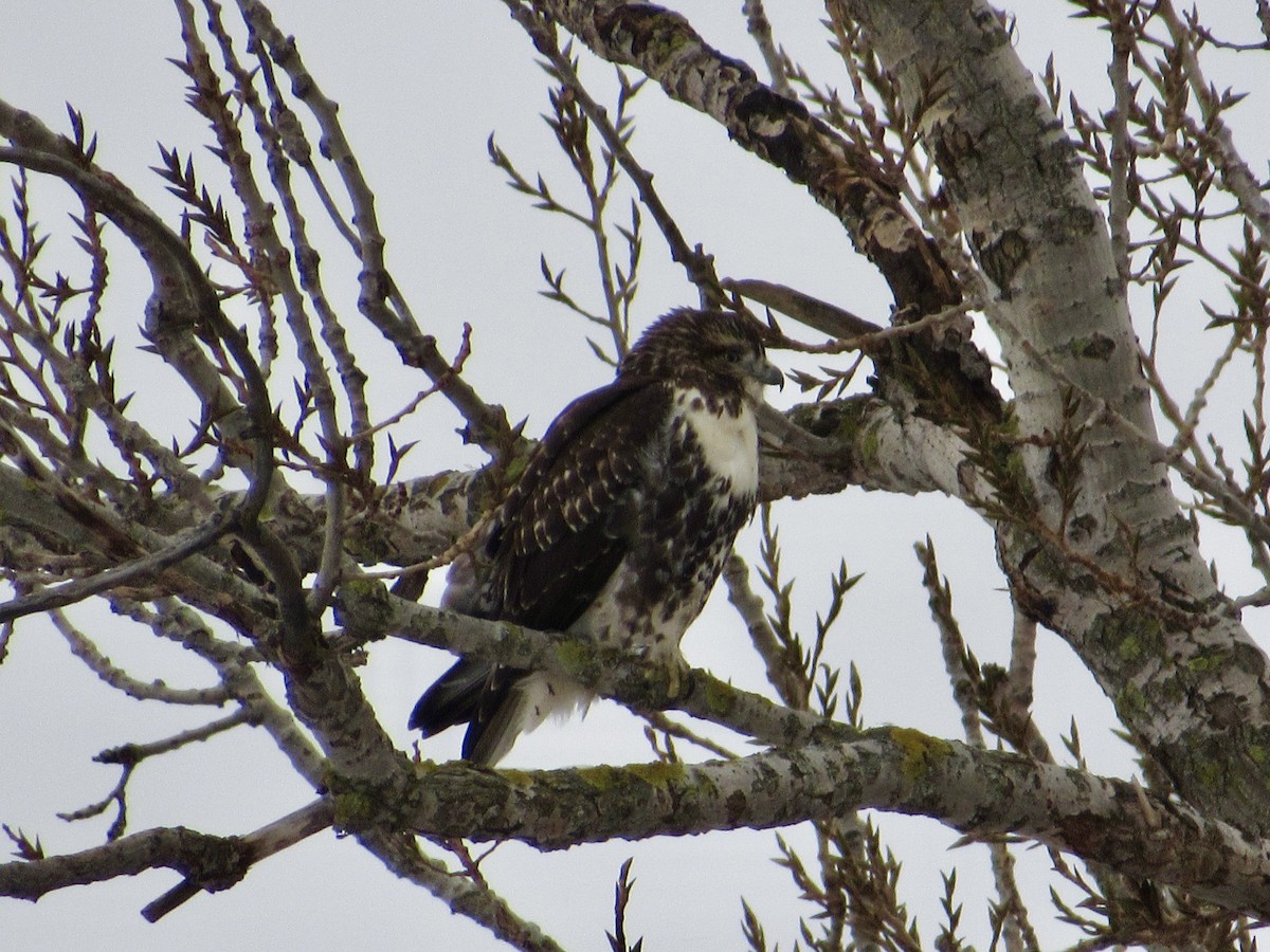 Red-tailed Hawk (borealis) - ML646306865