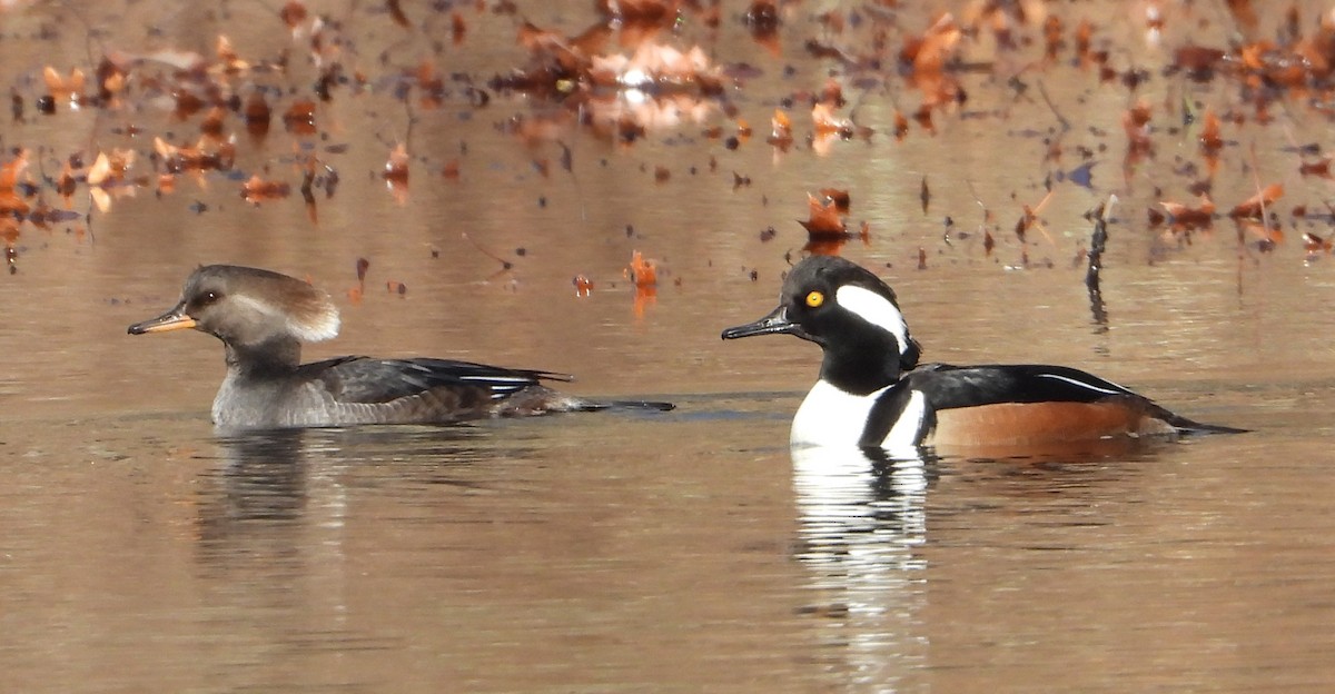 מרגון מקושט - ML646306866