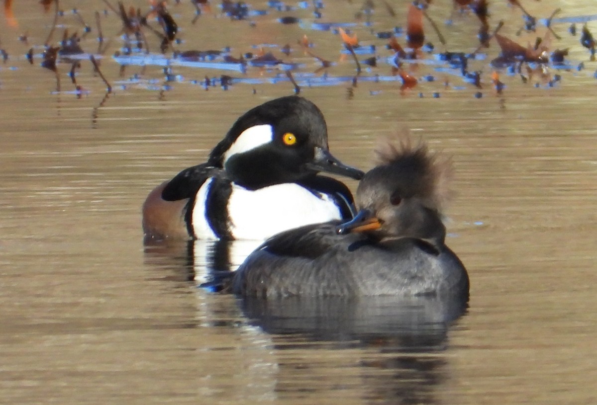 מרגון מקושט - ML646306869