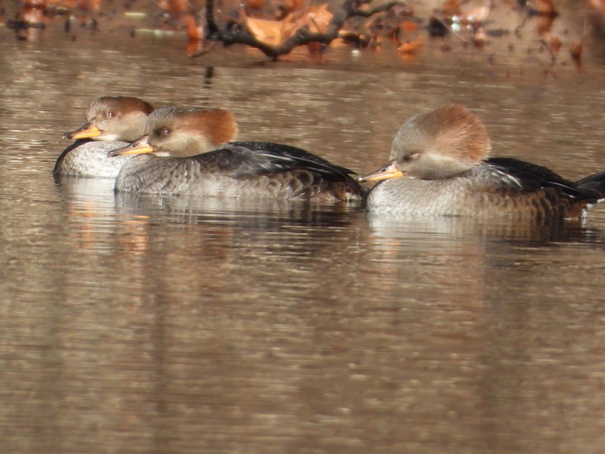 מרגון מקושט - ML646306870