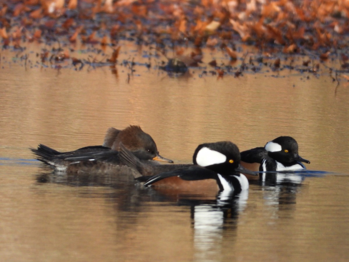 מרגון מקושט - ML646306871